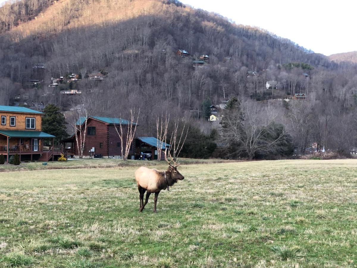 The Red Fox Cabin Villa Maggie Valley Exterior photo
